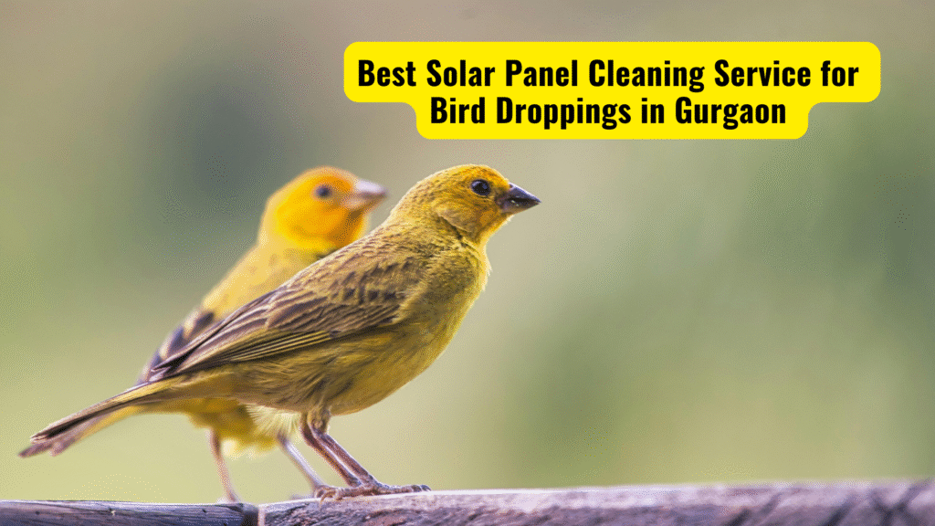 Best Solar Panel Cleaning Service for Bird Droppings in Gurgaon
