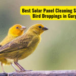 Best Solar Panel Cleaning Service for Bird Droppings in Gurgaon